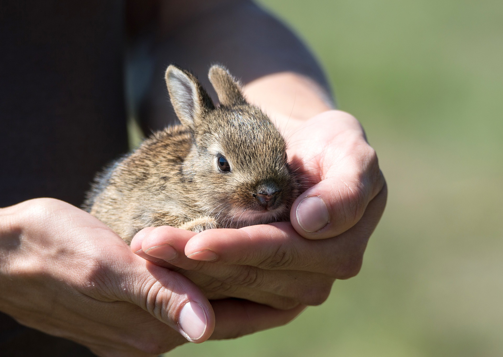 Reiki Rabbit